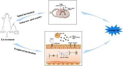 Peripheral and Spinal Mechanisms Involved in Electro-Acupuncture Therapy for Visceral Hypersensitivity